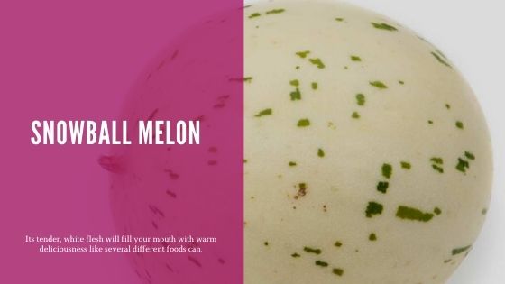 Snowball Melon